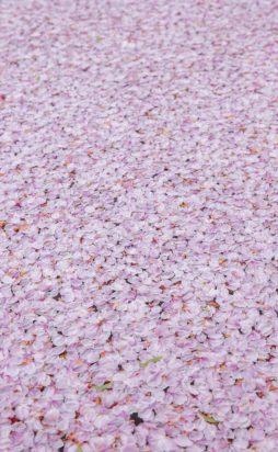 MYEvzgInRW-pexels-ryutaro-tsukata-5220032-jpg_1584x